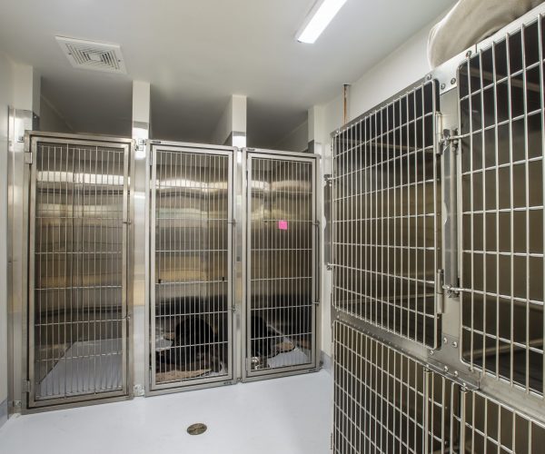 Canine Companion Clinic (7)