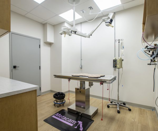 Canine Companion Clinic (8)